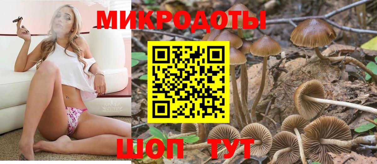 Псилоцибиновые грибы Psilocybe Костомукша